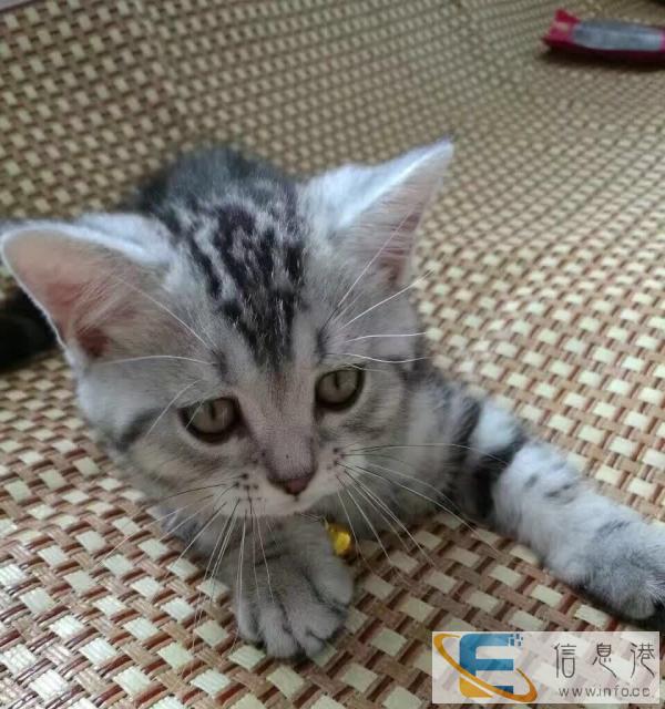 可爱虎斑猫纯种健康价格实惠