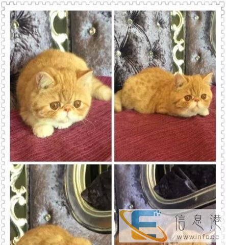 大型实体猫舍 出售各色加菲猫 同城可送上门挑选