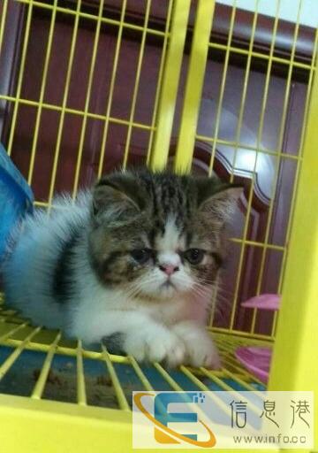 自家繁殖经典加菲