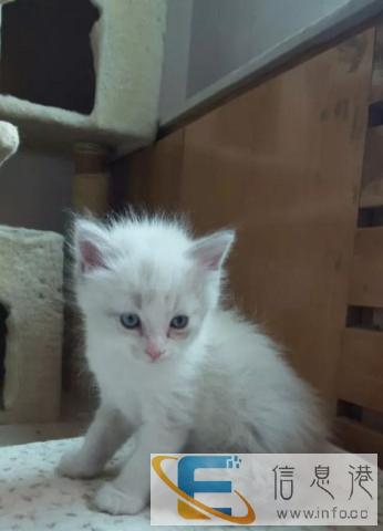 出售精灵喵呜布偶猫 双色手套纯种小布偶猫 喜欢扫