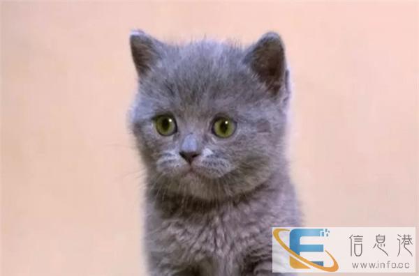 纯种英短英国短毛猫银渐层立耳活体幼猫健康