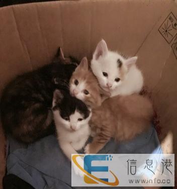 家猫赠送求爱猫人士