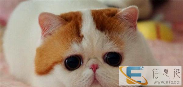 出售家养公母都有加菲猫蓝猫布偶猫美短英短可上门挑选