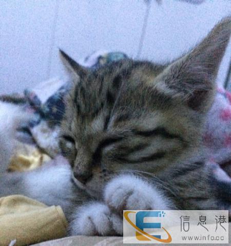 刚满月的小猫赠送.猫贩勿扰