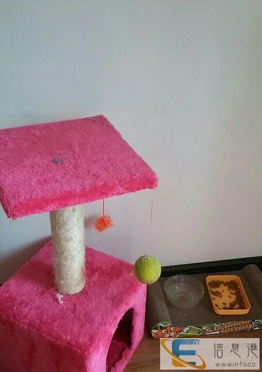 赠送白色可爱猫咪