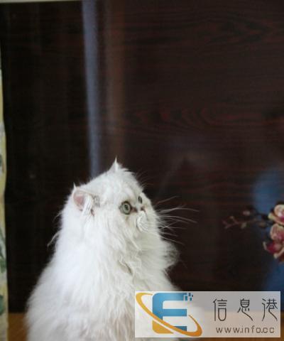 纯种赛级品质金吉拉宝贝找妈妈