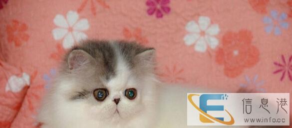 自家繁殖波斯猫实物照送猫窝