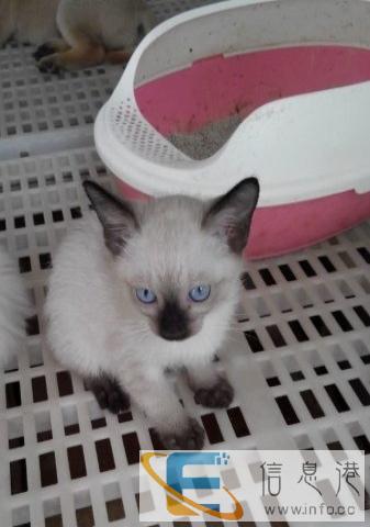 可爱暹罗猫 包纯包健康等待新主人喔