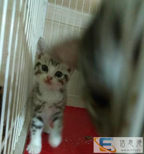 50天美短加白鱼骨刺小公一只