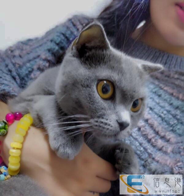 成年母蓝猫英短和金吉拉