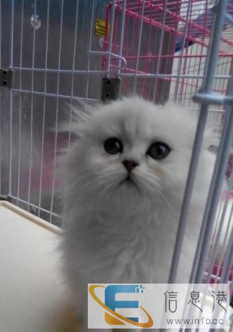 金吉拉小猫找新家了