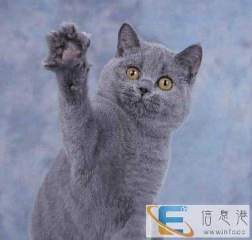 包子脸大头蓝猫幼猫出售疫苗驱虫齐全