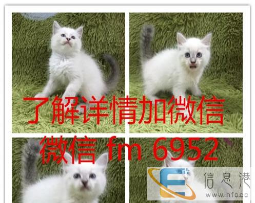 英短银渐层母 纯种英短蓝猫 纯种 幼猫英短蓝猫幼猫纯种