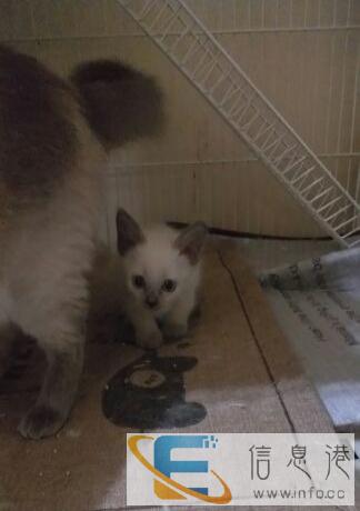 暹罗猫重点色