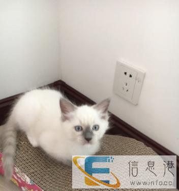 出售布偶猫多只