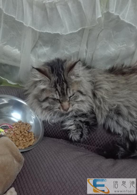 本人有只挪威森林猫赠送