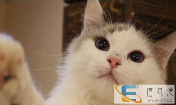 出生4个月零19天的布偶猫4只