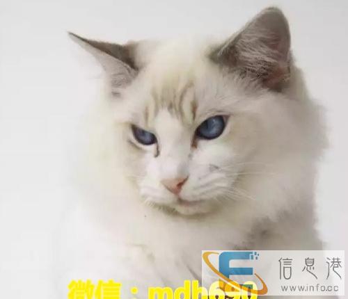 业猫舍繁殖精品布偶猫咪等各种名猫 品质保障