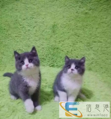 宠物猫咪活体 英国短毛猫英短蓝白蓝猫