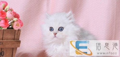 HU5出售纯种英短蓝猫,折耳猫,美短,纯种健康,会用猫砂