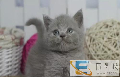出售美国短毛猫美短加白起司猫英短蓝猫渐层家养