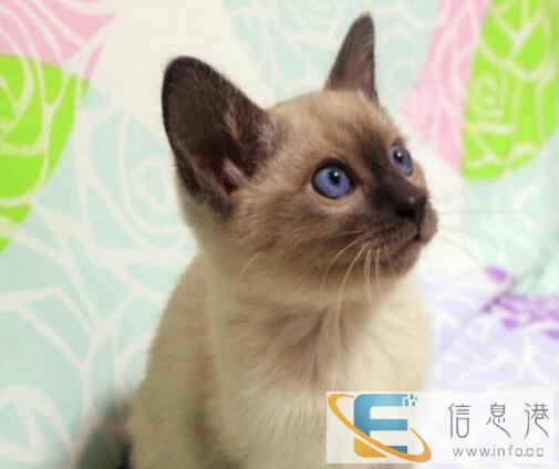 暹罗猫,养殖场直销,品相好价格低,纯种签协议,包邮
