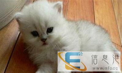 金吉拉猫,养殖场直销,品相好价格低,纯种签协议,包邮