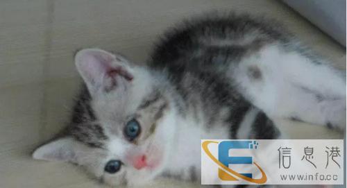 自家繁育的银色渐层折耳猫宝宝,两个月大,品相极好