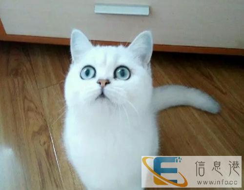 美短英短渐层折耳猫等,活泼可爱 同城包邮