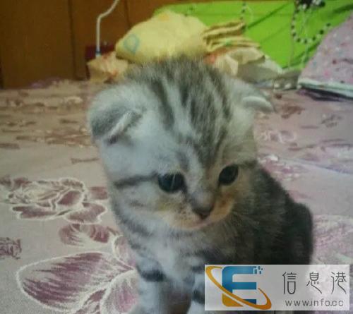 家庭繁育美国短毛猫 健康活泼