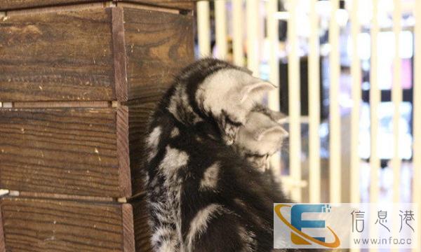 美短虎斑猫,血统保证健康活泼可爱