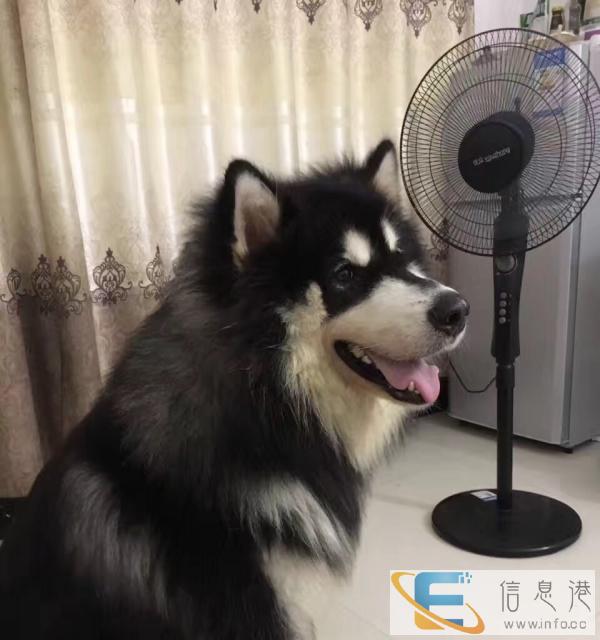 阿拉斯加雪橇犬