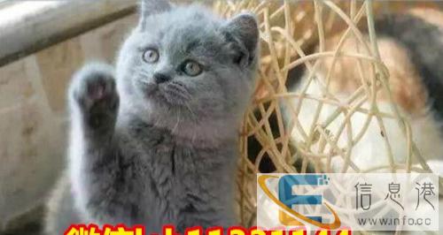 繁殖高品质CFA纯种蓝猫 超级纯的小包子