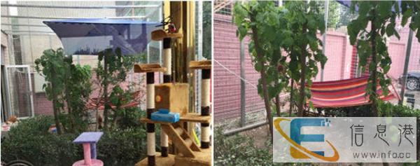 正规猫舍专业繁殖售精品纯血 布偶 质保公母均有 可上门挑选