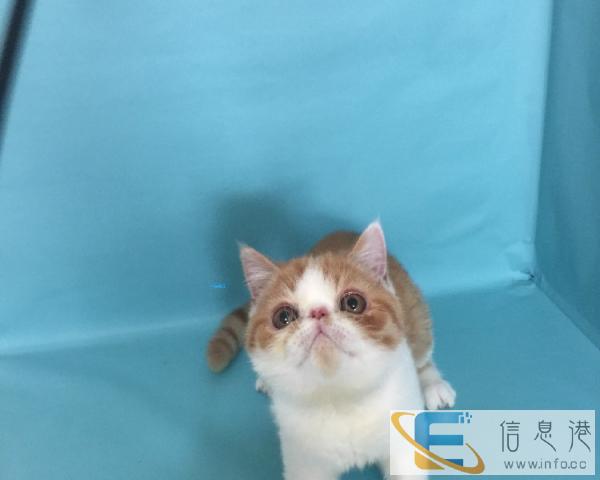 出售加菲猫 纯种精品猫咪