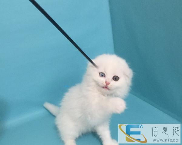 出售金吉拉猫 小猫咪出售