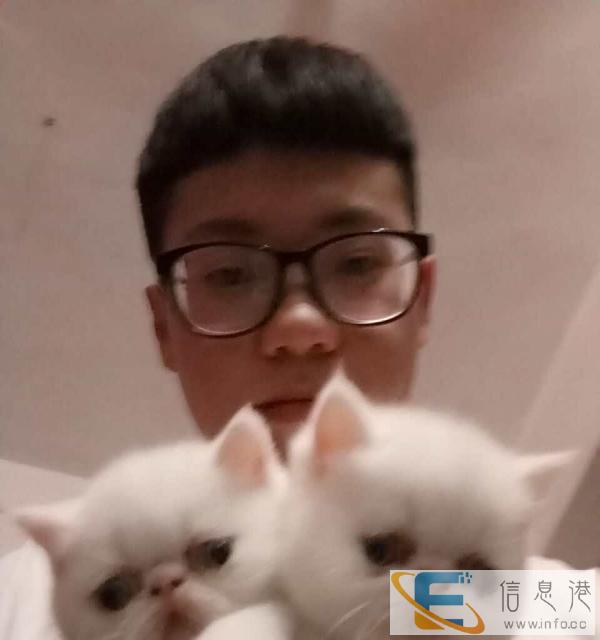 异国短毛猫,全白 还有一只小种公