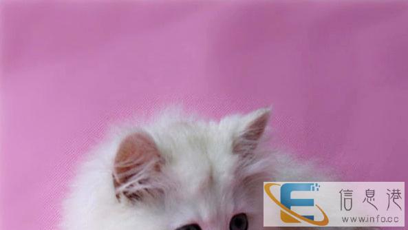 nmjh179 品相甜美价格合理宠物猫