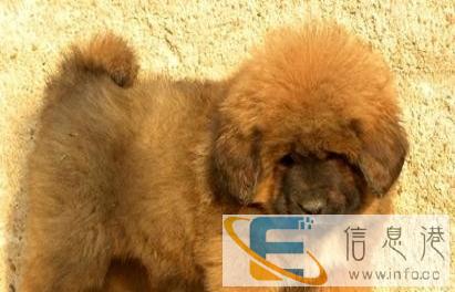 藏獒工作犬 彪悍美 看家护院好帮手 由于本人在外地忍痛割爱