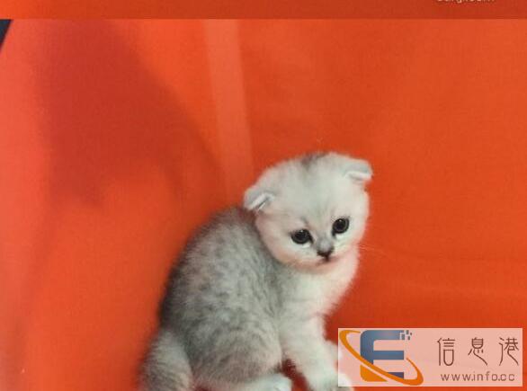出生3个月零5天的折耳猫4只