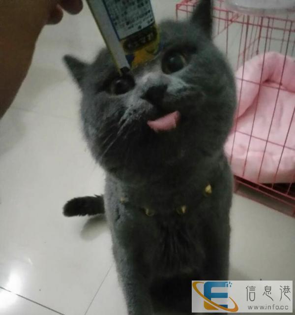 英国短毛猫 蓝猫 对外借配