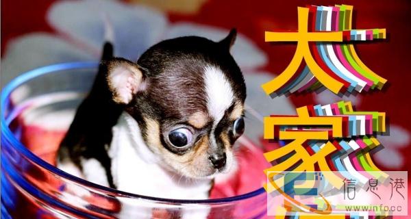 重庆北碚区宠物配种价格600