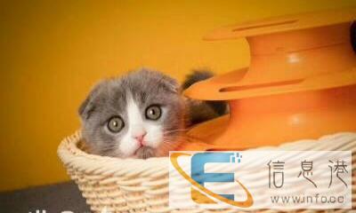 出售各种纯种猫