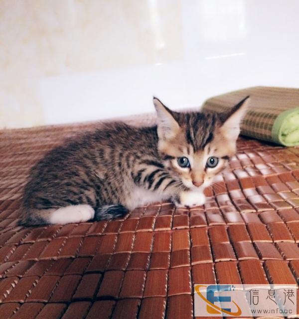出售2只虎斑小猫咪