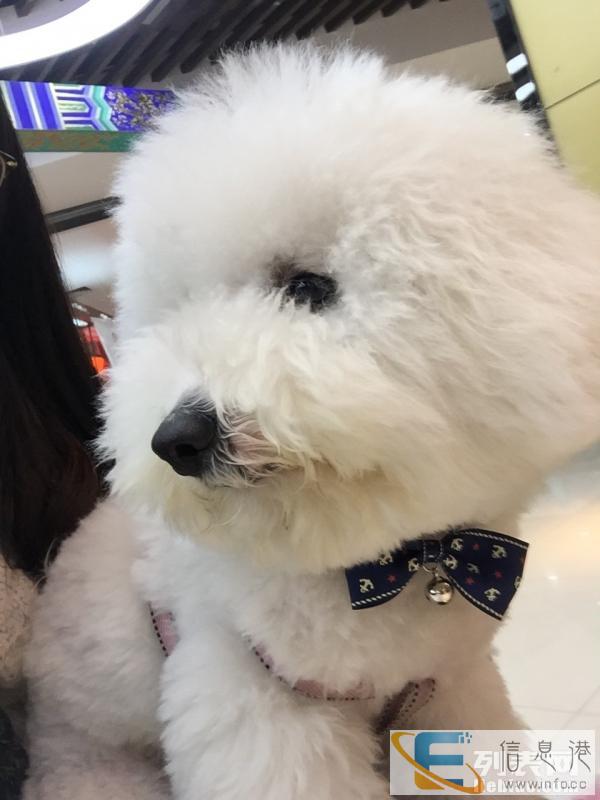 1岁纯种比熊弟弟配种 品相超级好 身体好抵抗力强