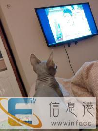 蓝皮无毛猫找女朋友 3