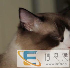 繁育权-布偶猫-CFA双血统布偶借配-海双布偶借配