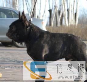 国外引进赛级法国斗牛犬借配种公