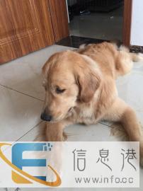 帅气沙滩金金毛犬对外借配