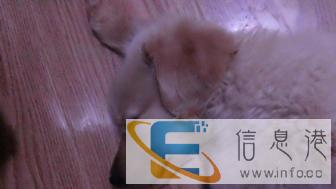 自家公狗金毛想要配种